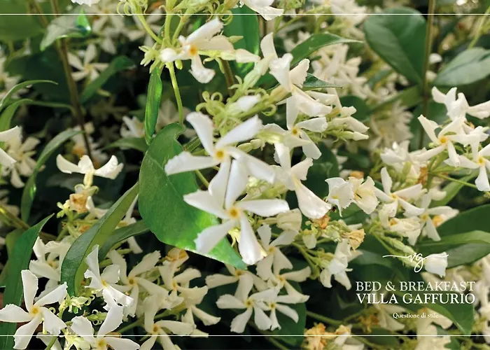 Gaffurio Guest house