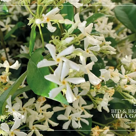 Gaffurio ゲストハウス